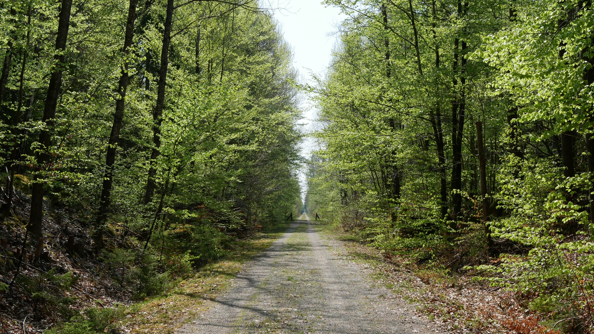 A photo taken at the lake Åsnen in Småland.