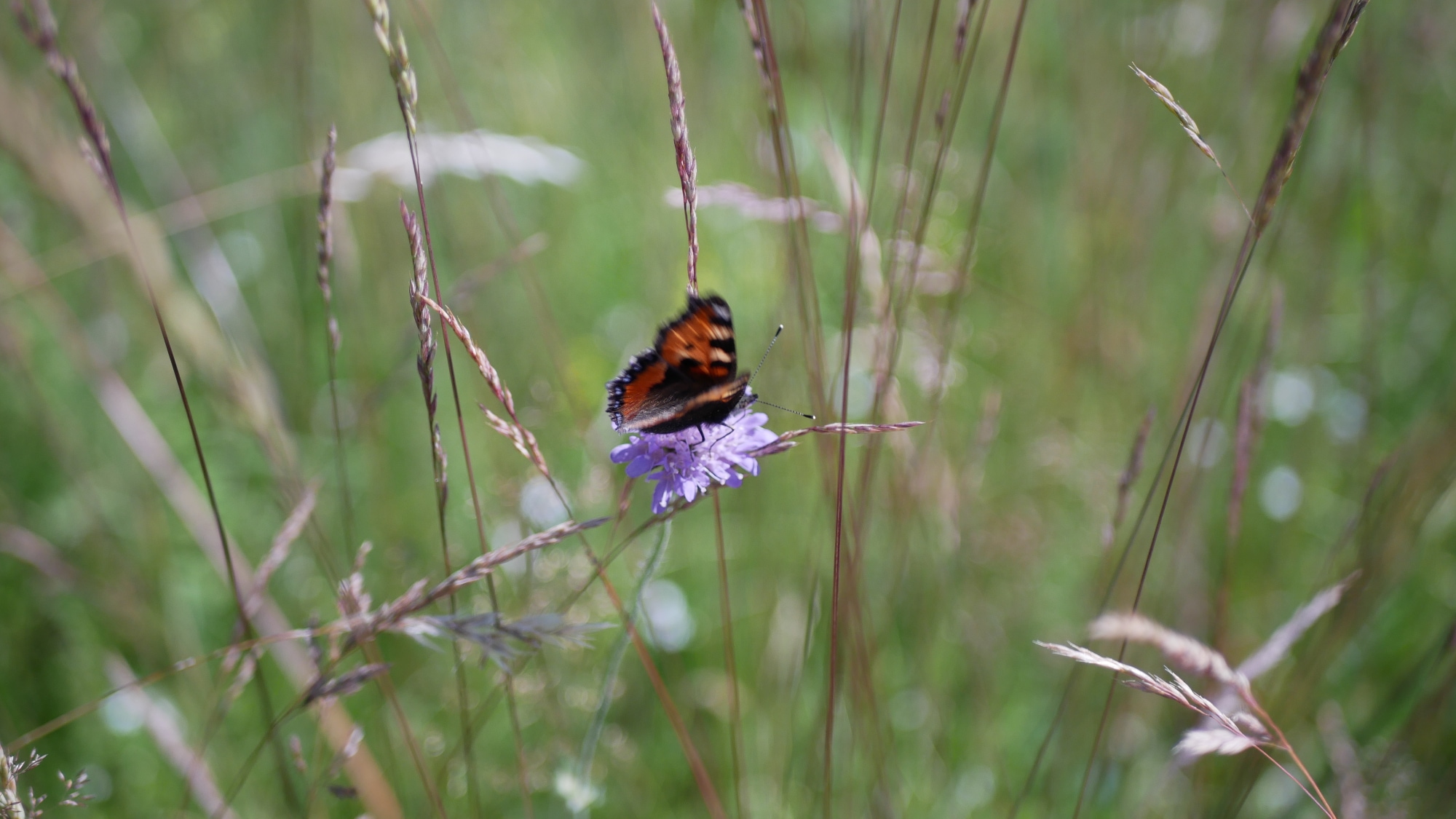 A photo taken of a Red Admiral butterfly in Växjö.