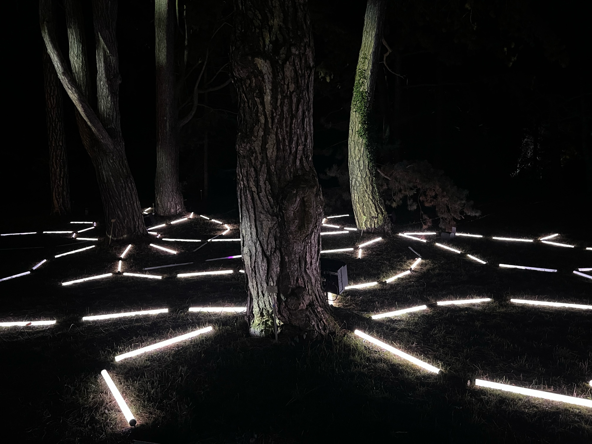 A photo taken of the Christmas Garden at Botanischer Garten in Berlin.