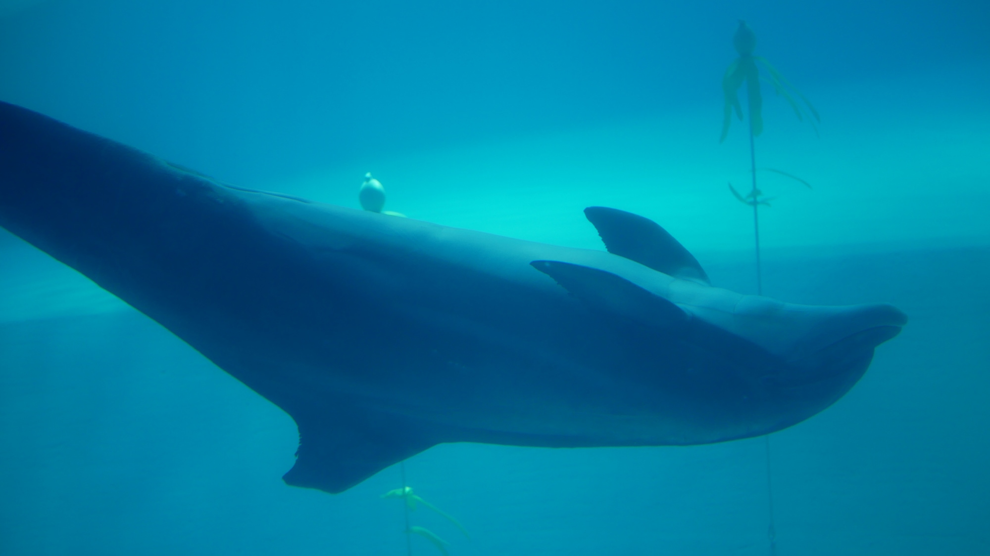 A photo taken in Kolmårdens Djurpark in Kolmården.